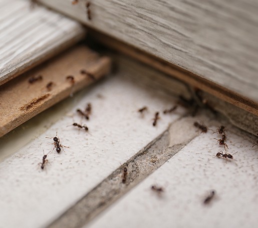 A guide to getting rid of household pests
